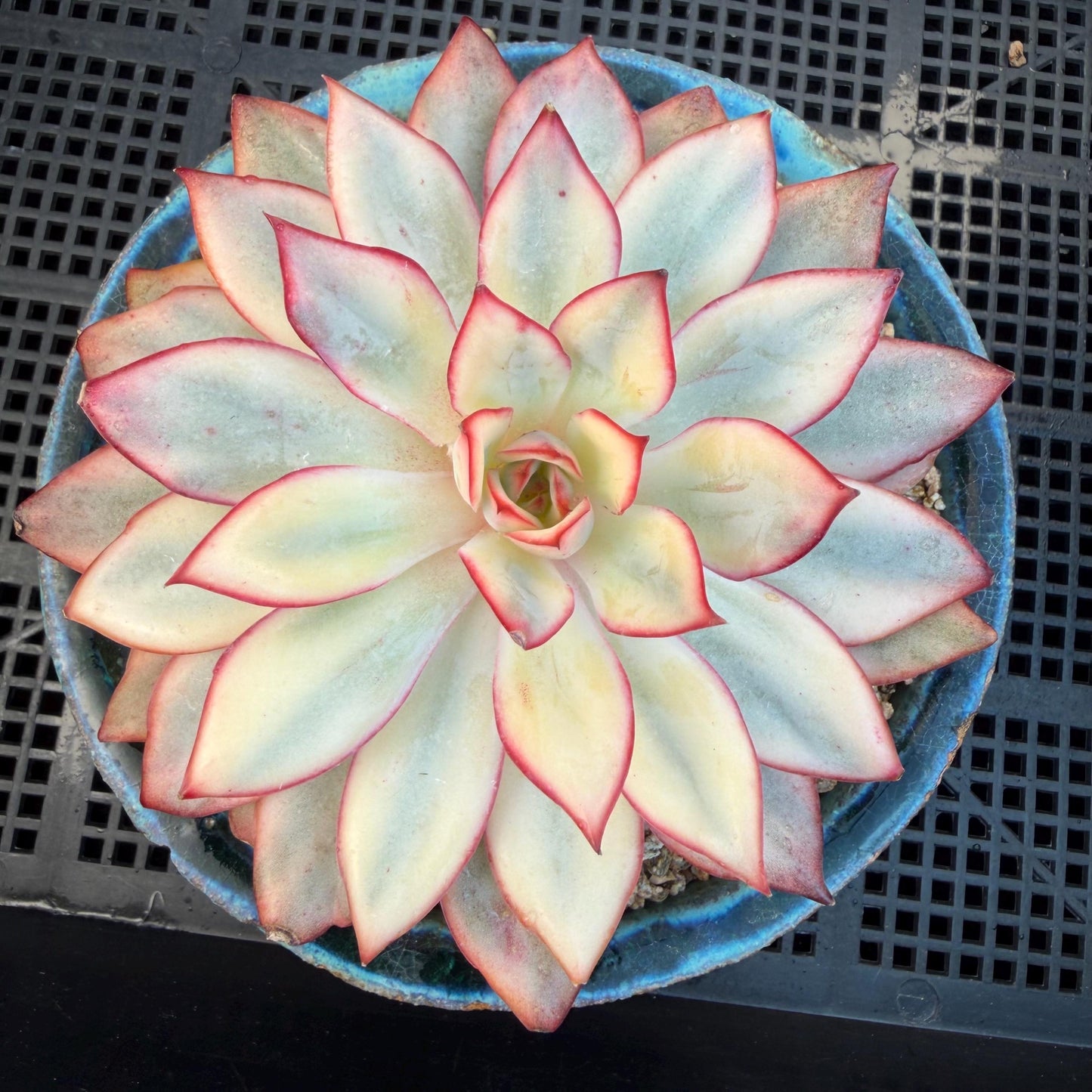 Echeveria  ‘Moon goddess variegated ', 4.5inches, A018