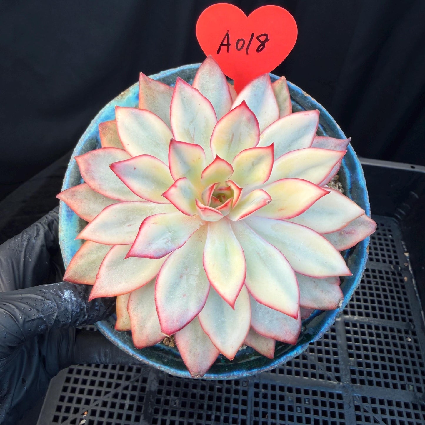 Echeveria  ‘Moon goddess variegated ', 4.5inches, A018
