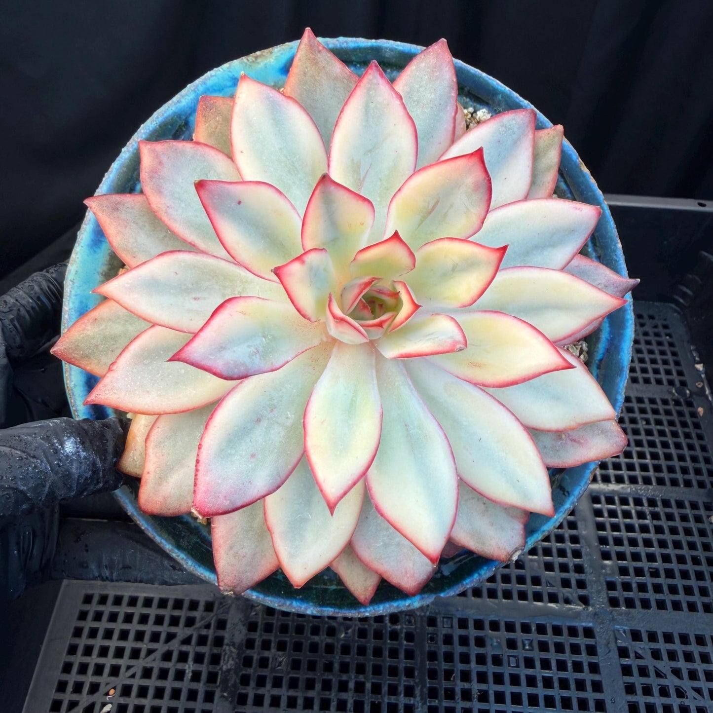 Echeveria  ‘Moon goddess variegated ', 4.5inches, A018
