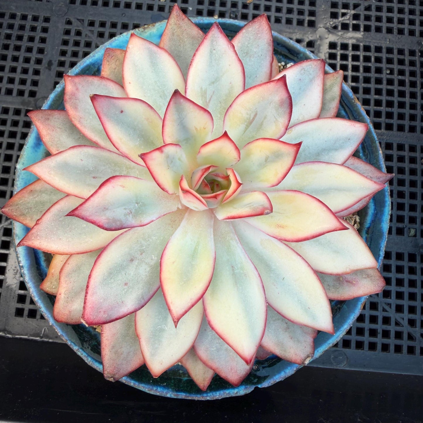 Echeveria  ‘Moon goddess variegated ', 4.5inches, A018