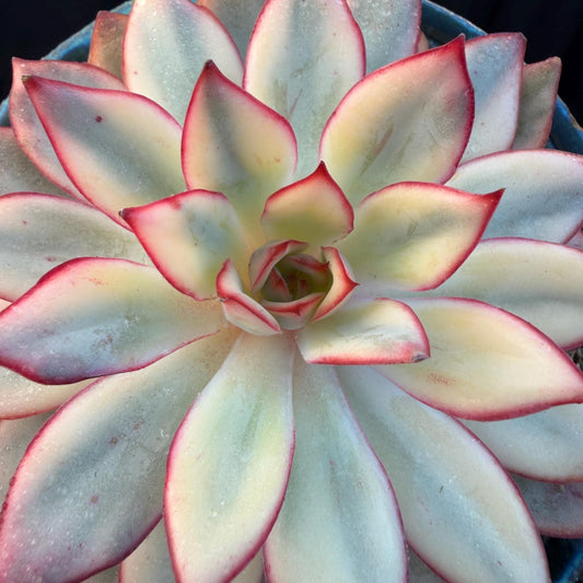 Echeveria  ‘Moon goddess variegated ', 4.5inches, A018
