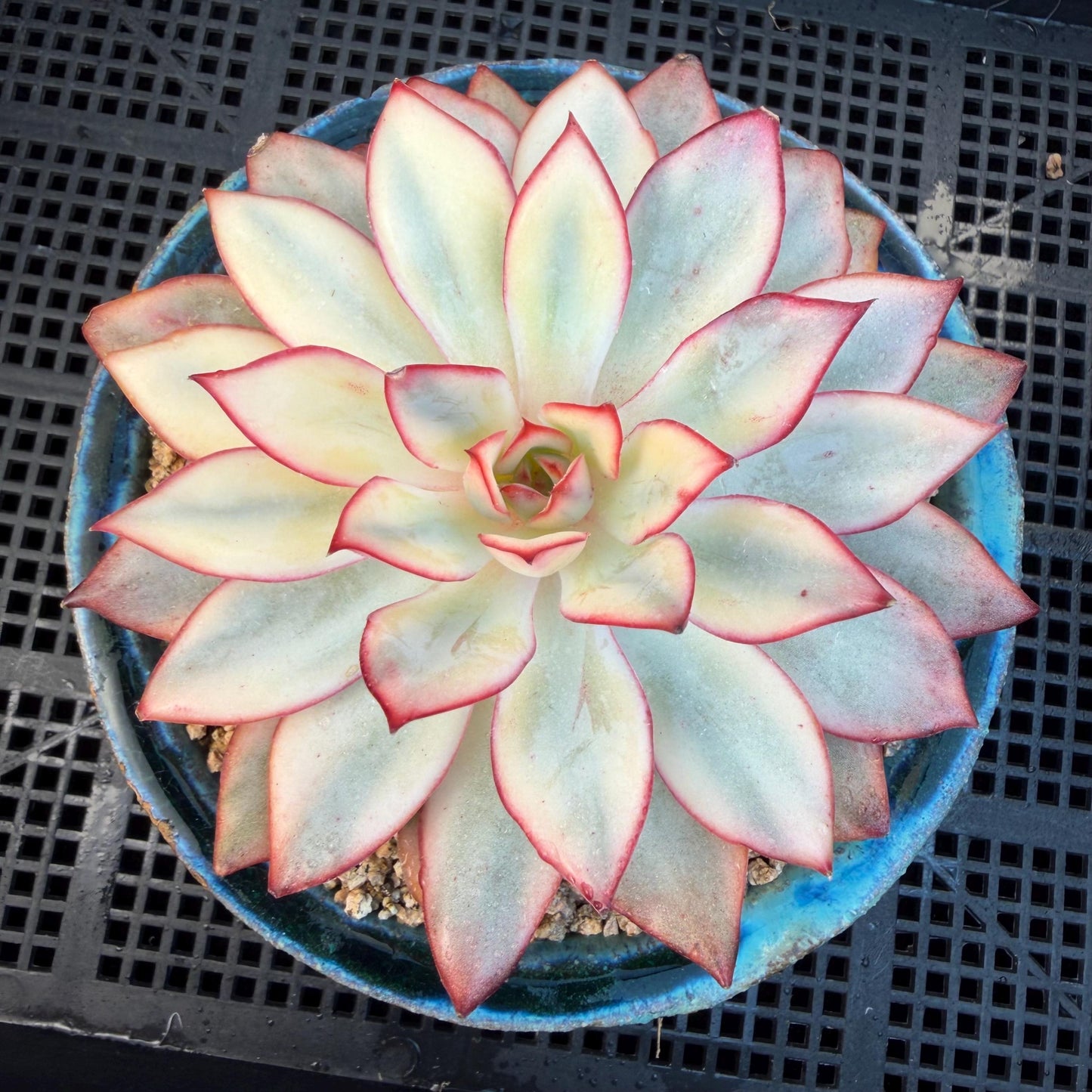 Echeveria  ‘Moon goddess variegated ', 4.5inches, A018