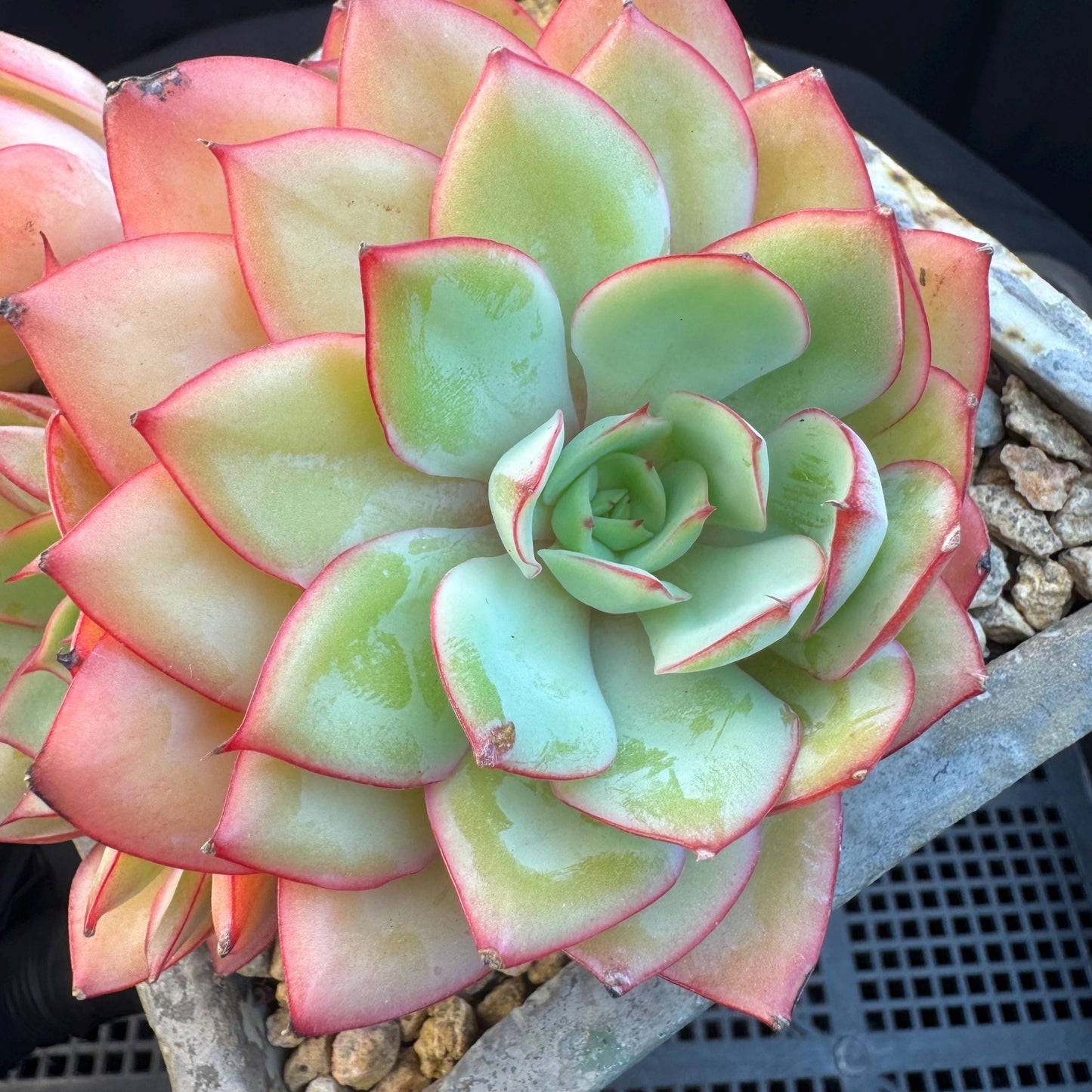 Echeveria ' Peony Pavilion ' cluster, 5.3inches, R27
