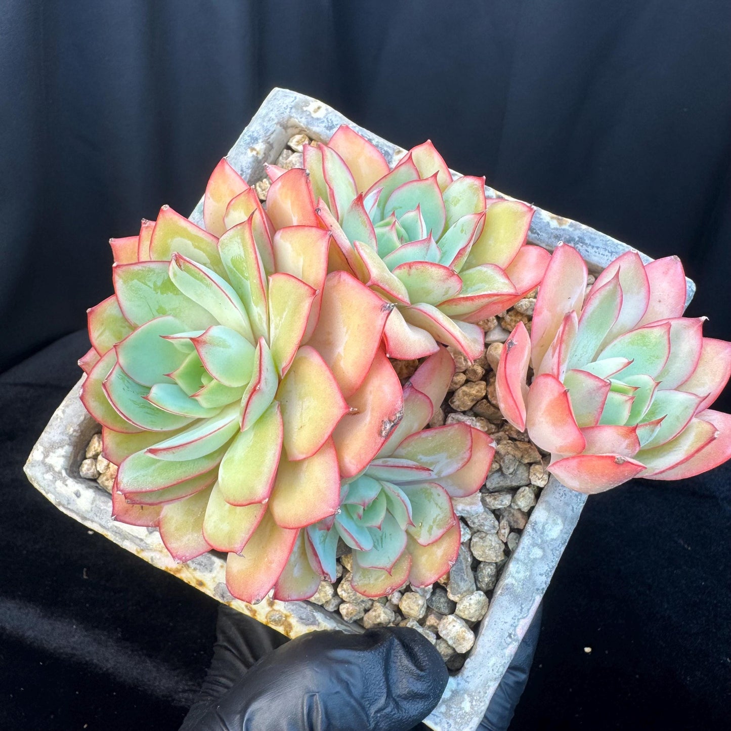 Echeveria ' Peony Pavilion ' cluster, 5.3inches, R27