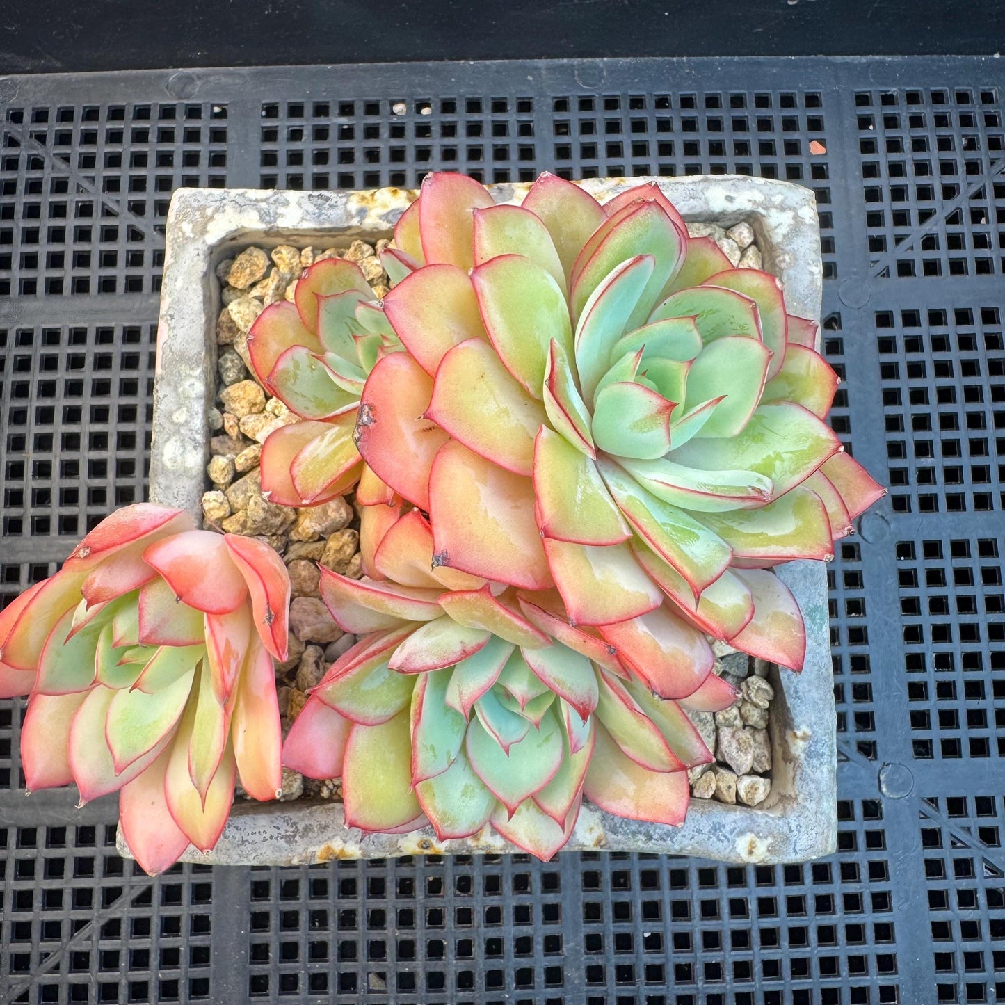 Echeveria ' Peony Pavilion ' cluster, 5.3inches, R27