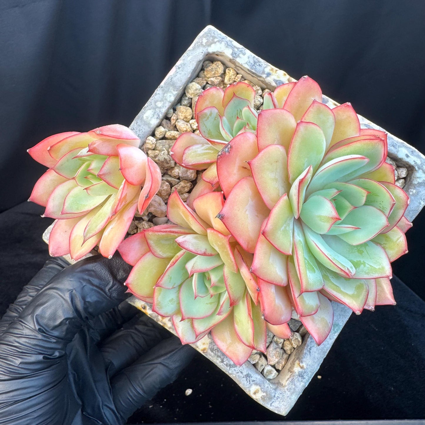 Echeveria ' Peony Pavilion ' cluster, 5.3inches, R27