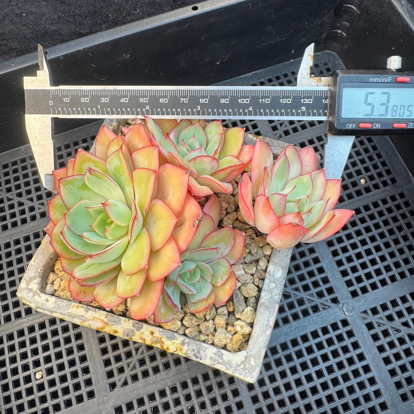 Echeveria ' Peony Pavilion ' cluster, 5.3inches, R27