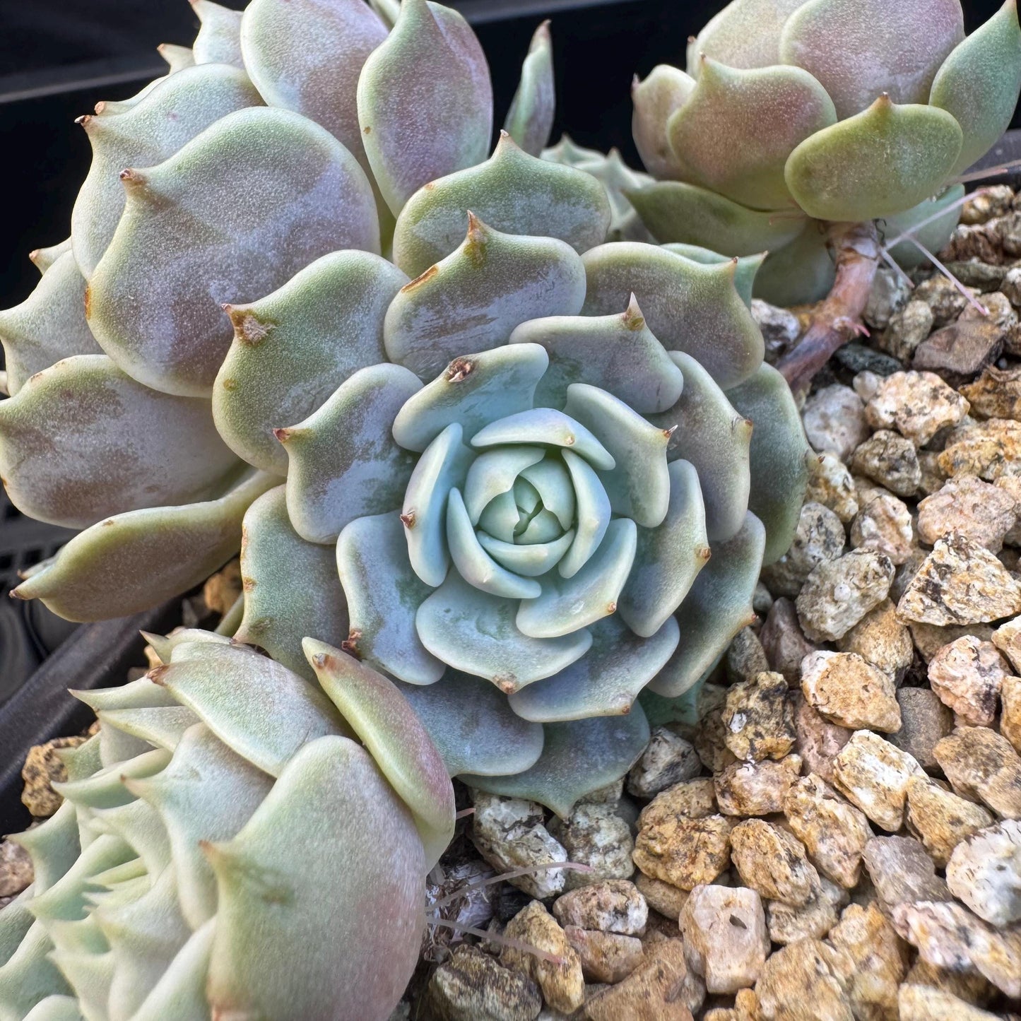 Echeveria' Lola 'cluster, 5.0inches, R21