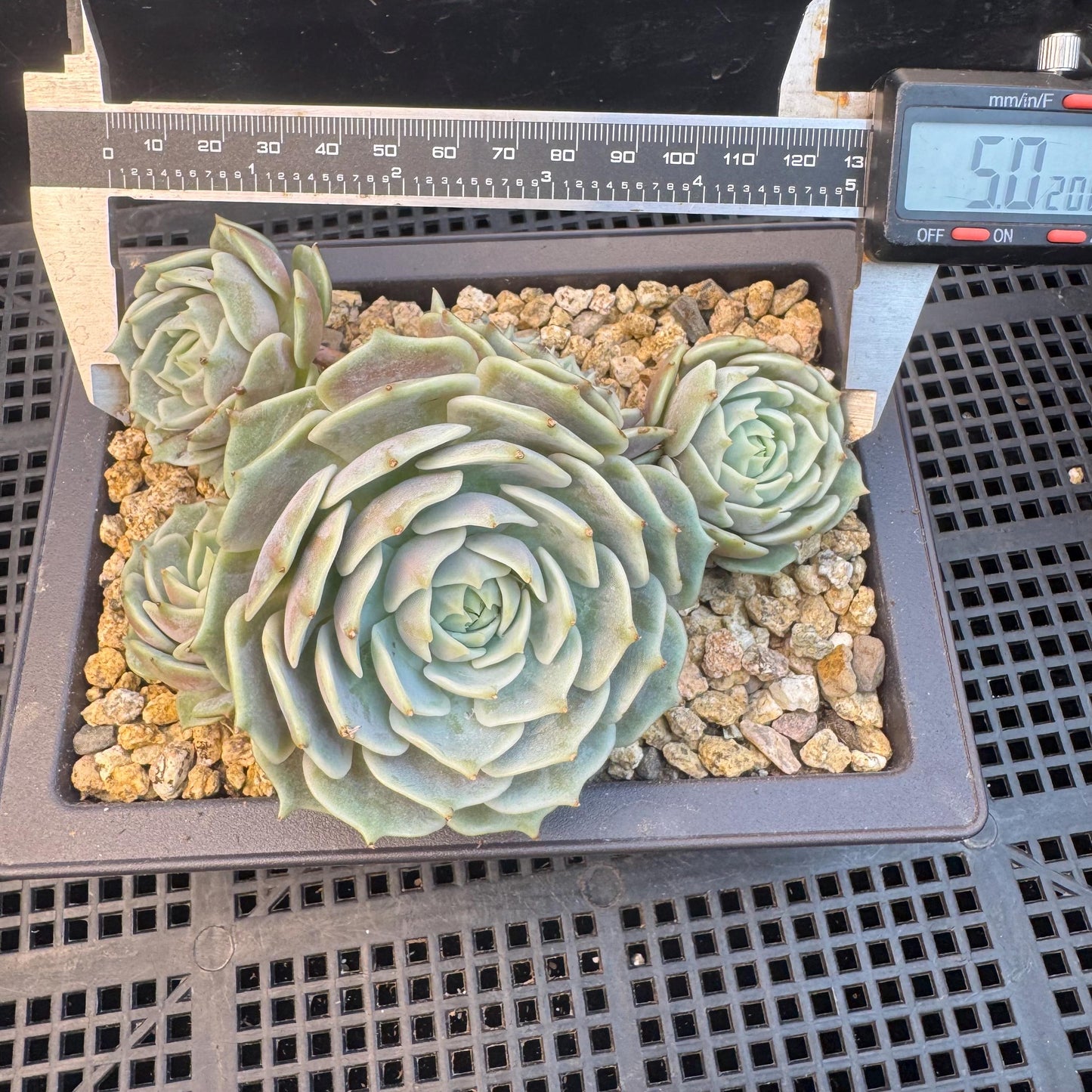 Echeveria' Lola 'cluster, 5.0inches, R21