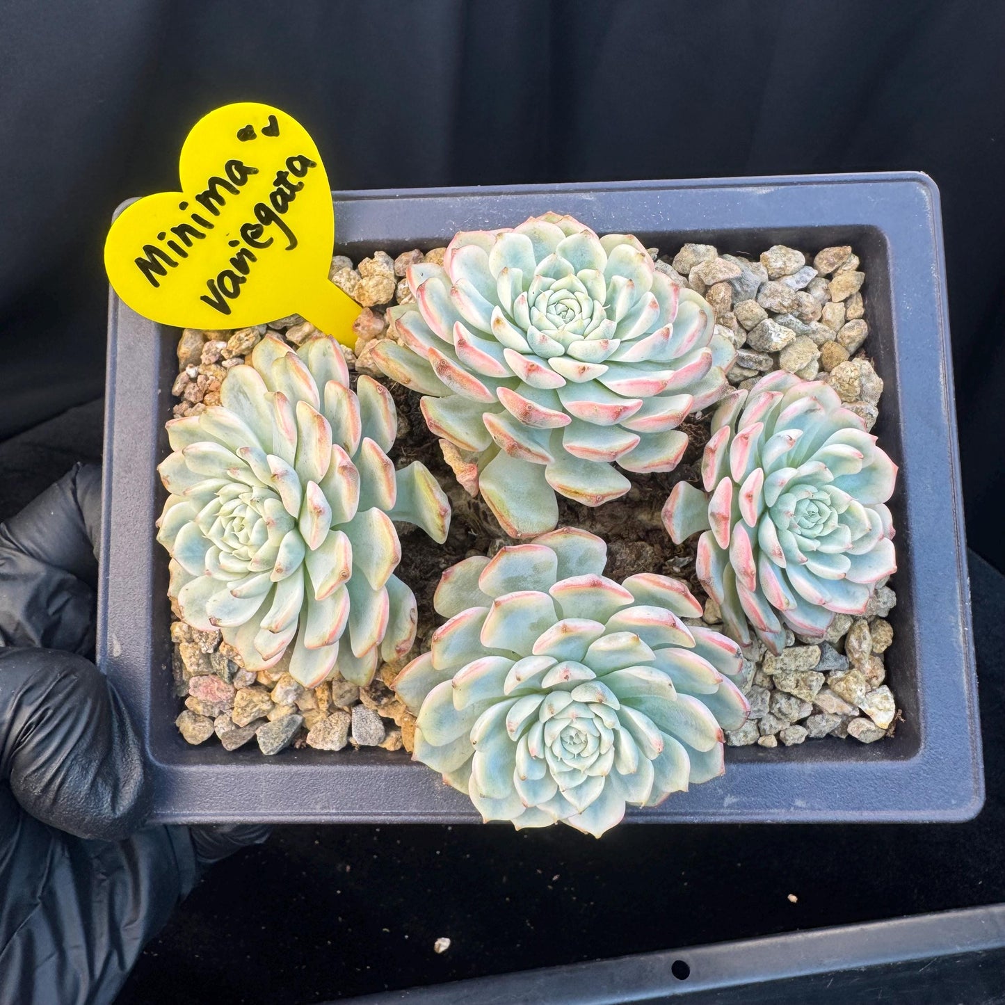 Echeveria ' Minima Variegated ', 4heads , 5.0inches, R22
