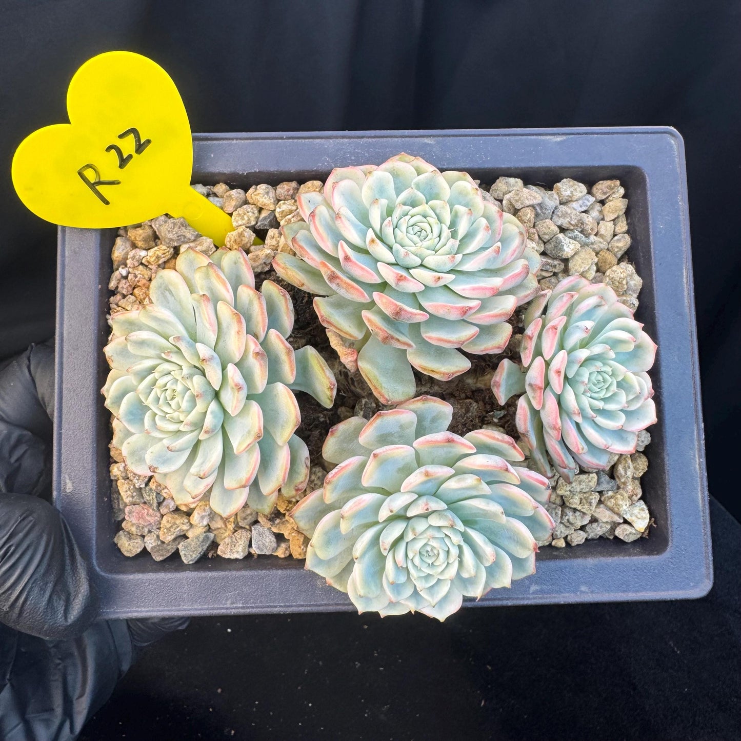 Echeveria ' Minima Variegated ', 4heads , 5.0inches, R22