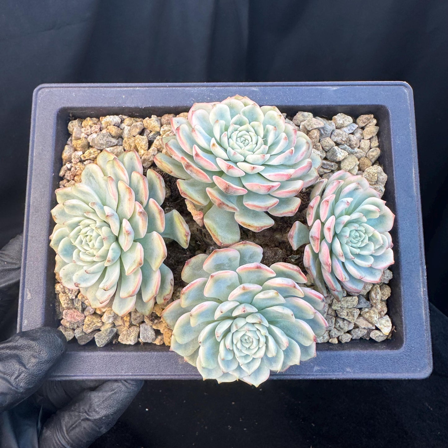 Echeveria ' Minima Variegated ', 4heads , 5.0inches, R22
