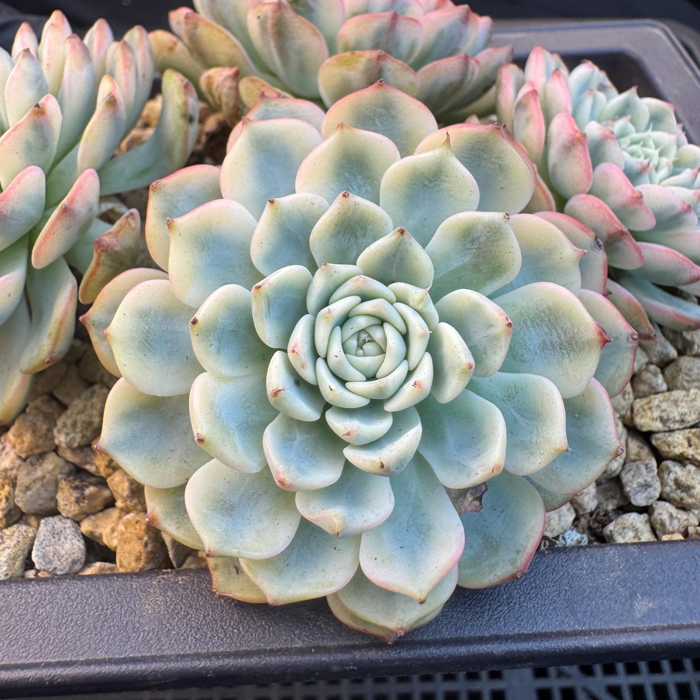 Echeveria ' Minima Variegated ', 4heads , 5.0inches, R22