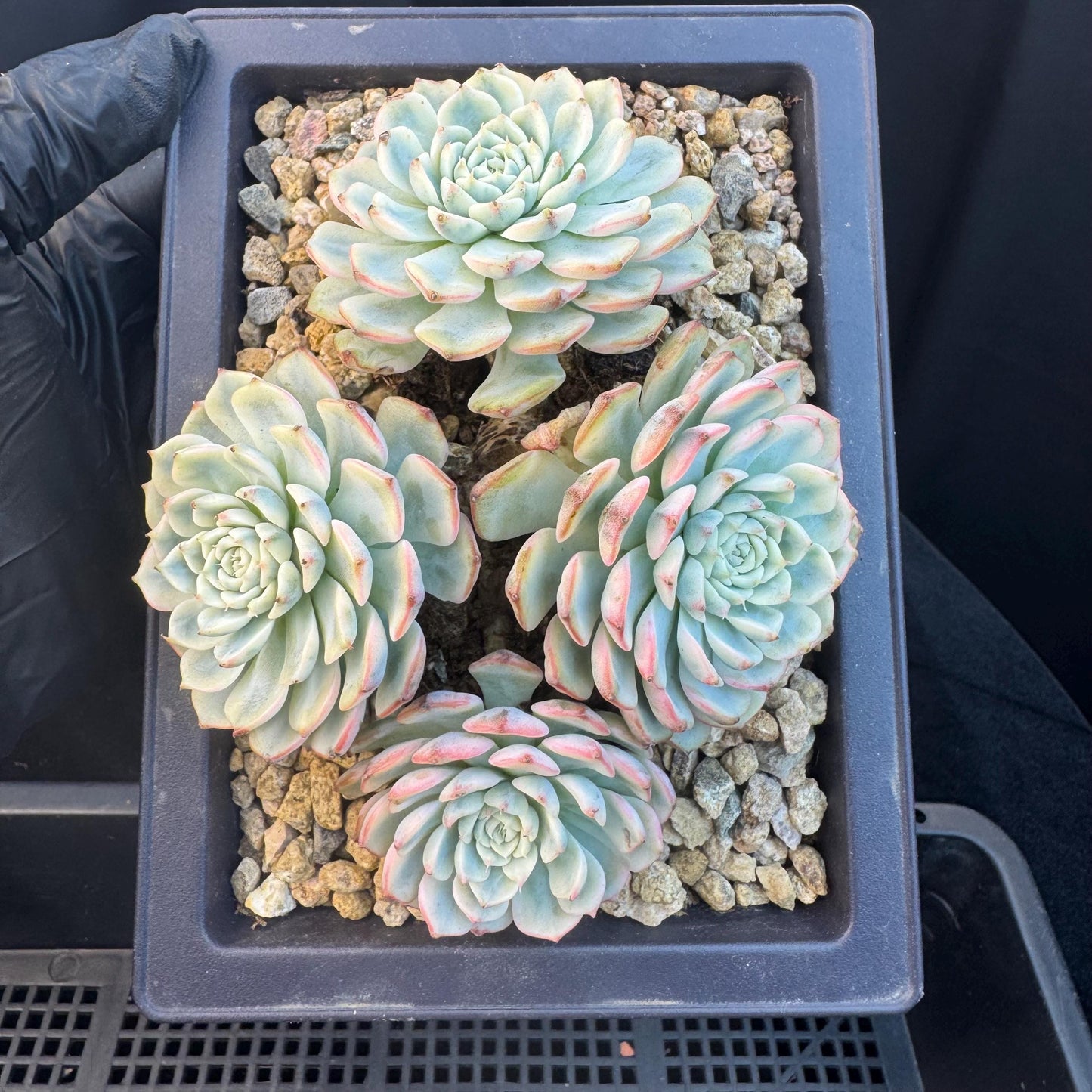 Echeveria ' Minima Variegated ', 4heads , 5.0inches, R22