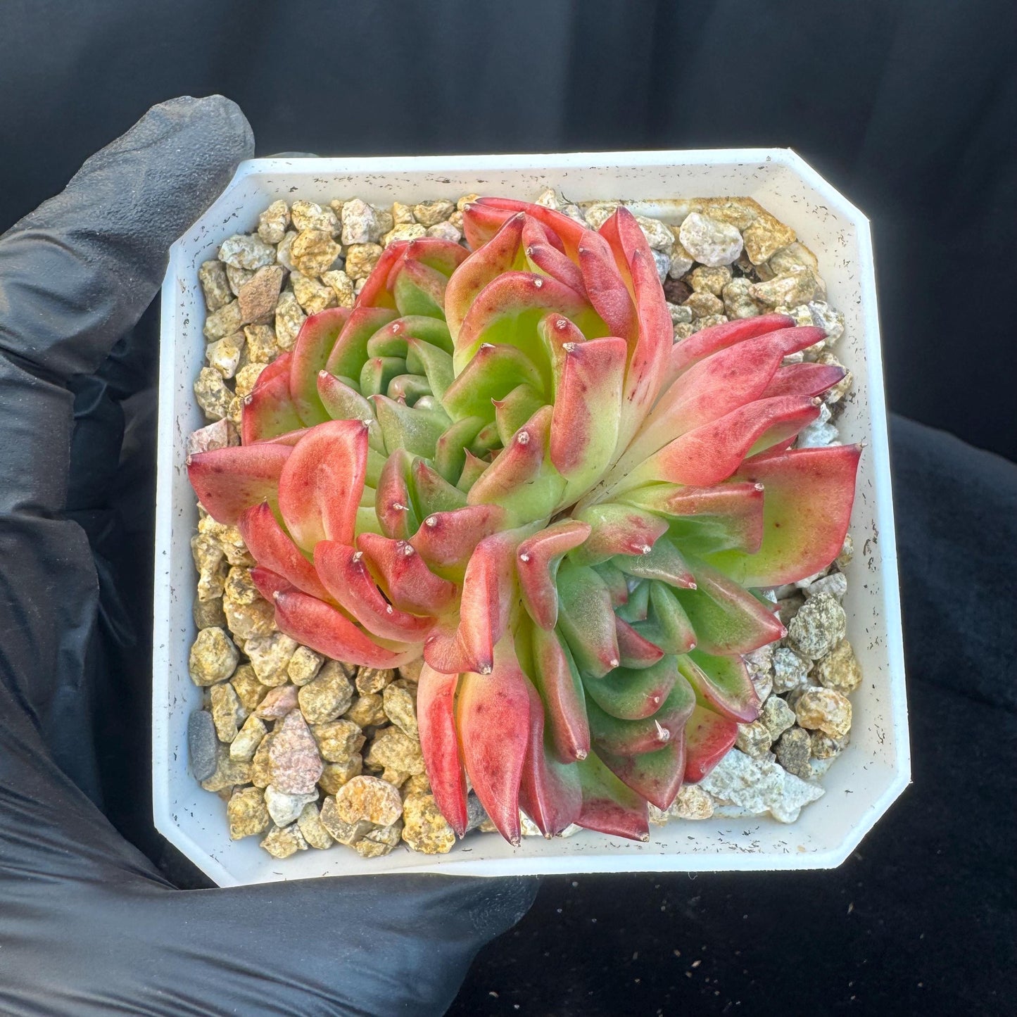 Aeonium' BloodyAmber ', small cluster, 2.9inches, R24