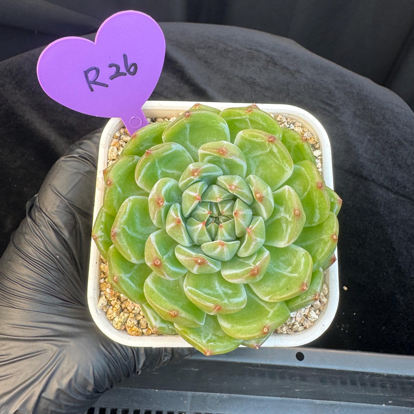 Echeveria ' Snow Jenny ', single head, 3.0inches, R26