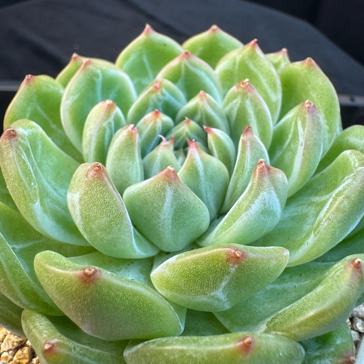 Echeveria ' Snow Jenny ', single head, 3.0inches, R26
