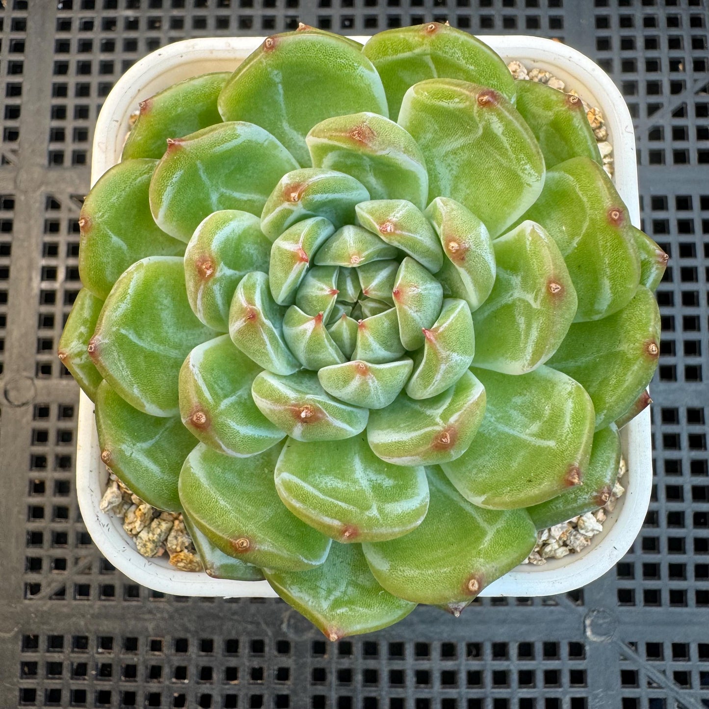 Echeveria ' Snow Jenny ', single head, 3.0inches, R26