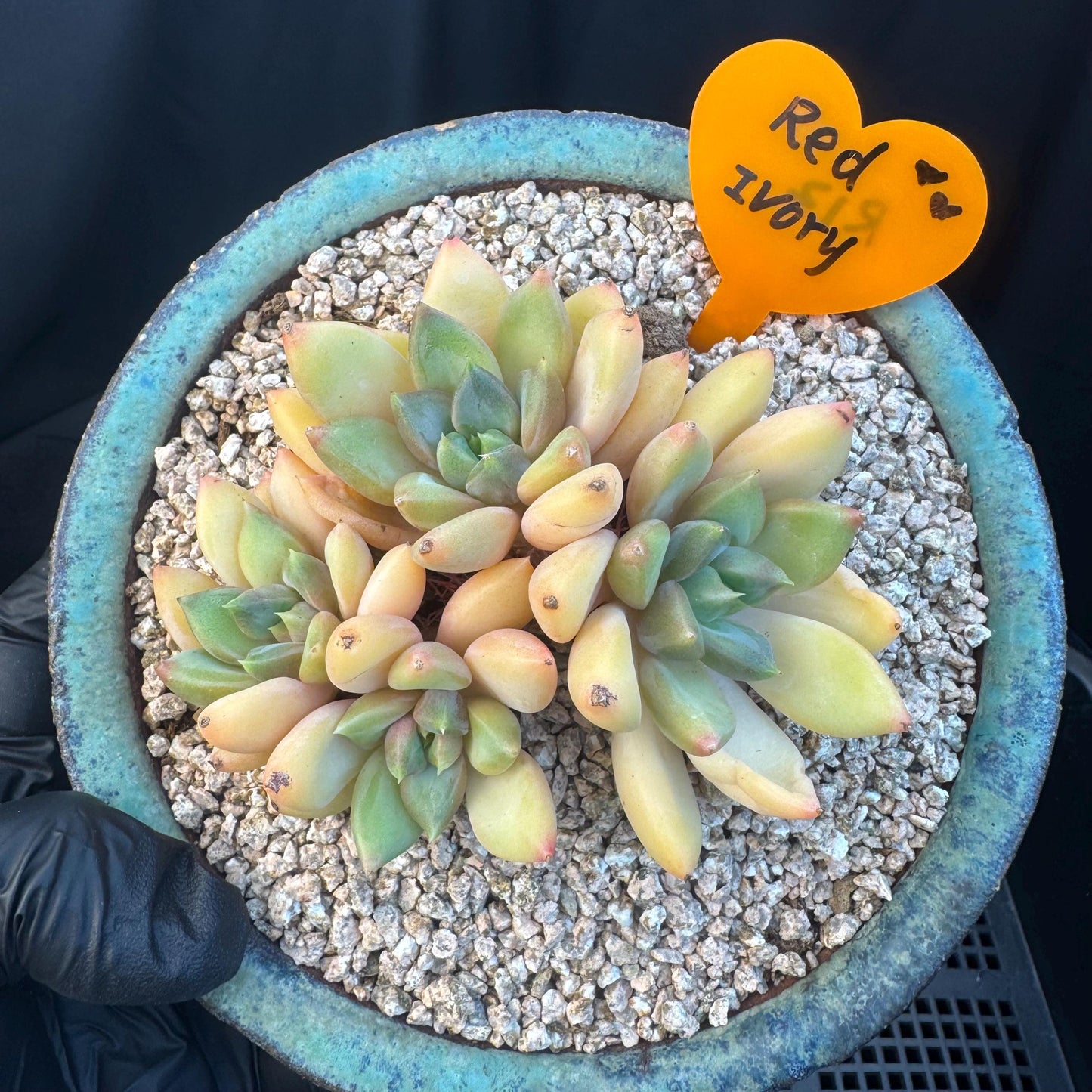 Echeveria' Red Ivory 'cluster, 3.5inches, R12