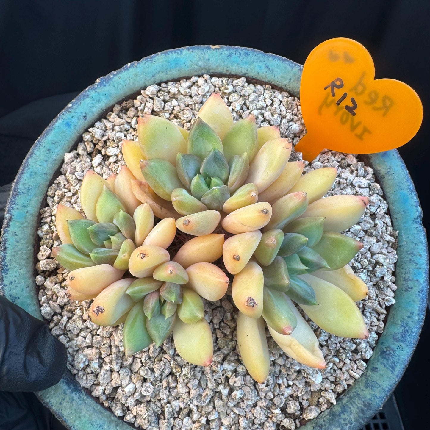 Echeveria' Red Ivory 'cluster, 3.5inches, R12