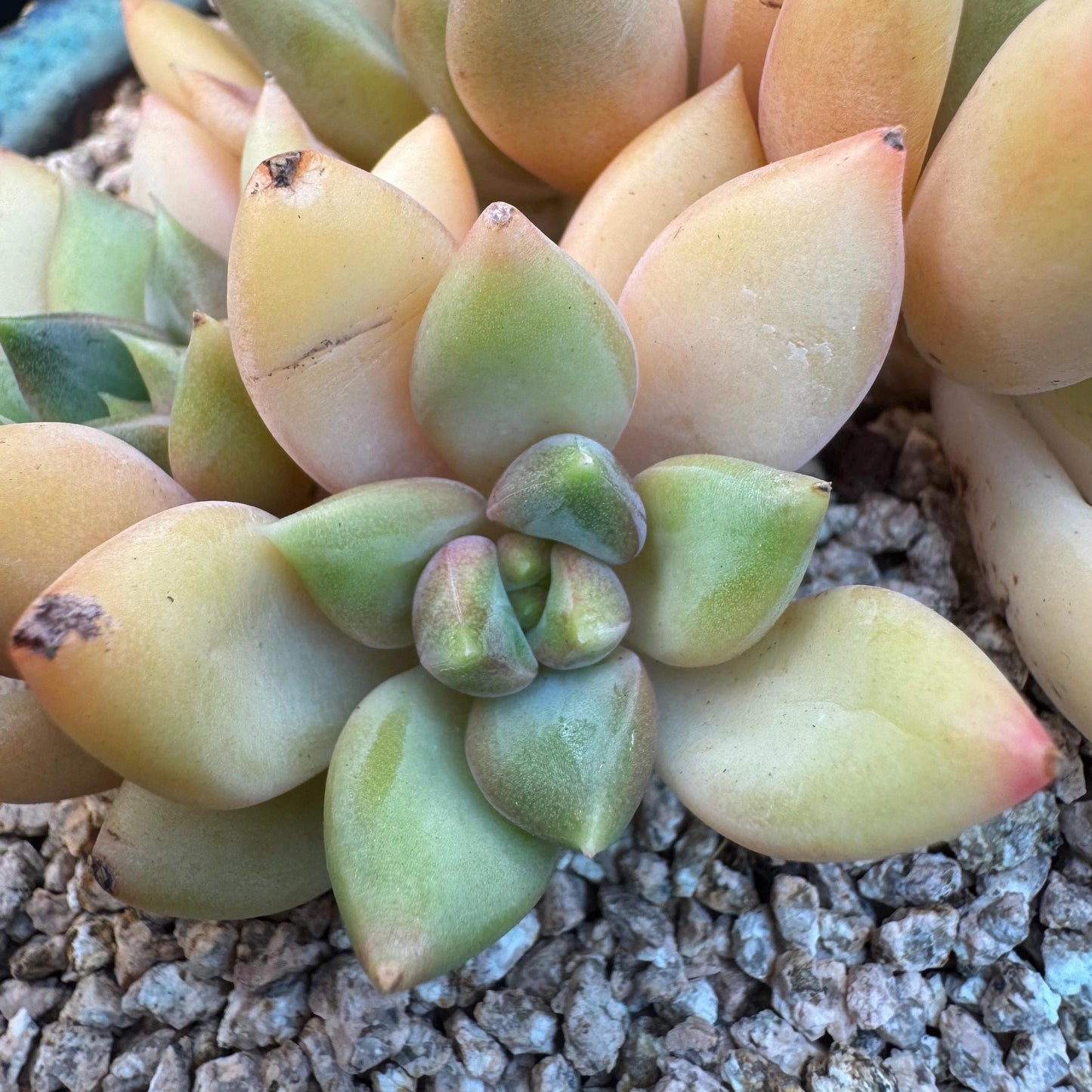 Echeveria' Red Ivory 'cluster, 3.5inches, R12