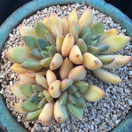 Echeveria' Red Ivory 'cluster, 3.5inches, R12