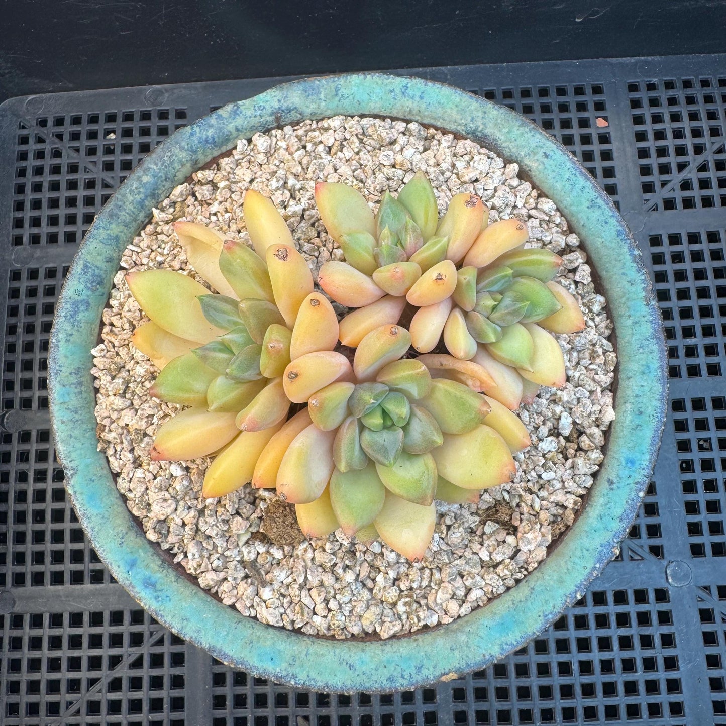 Echeveria' Red Ivory 'cluster, 3.5inches, R12