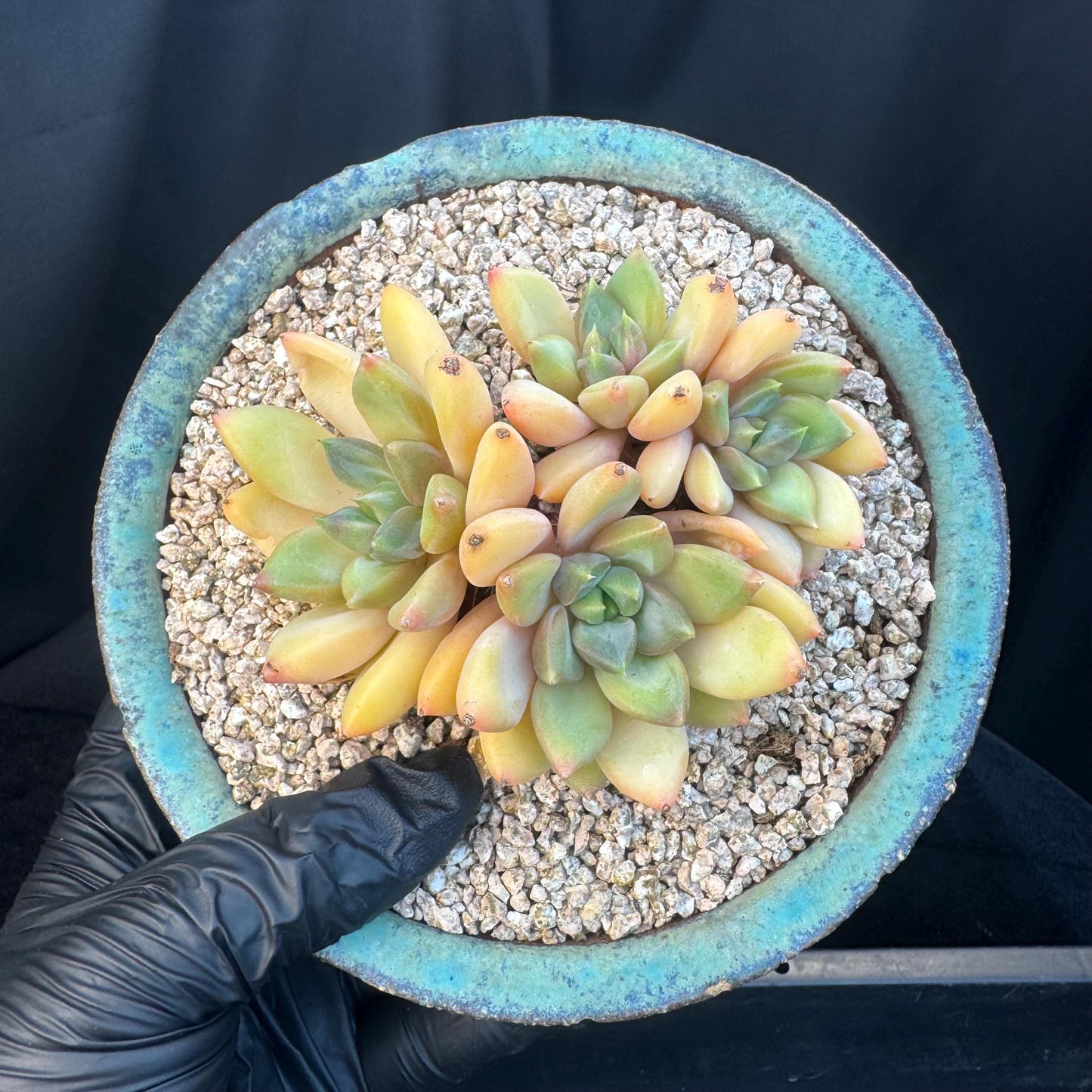 Echeveria' Red Ivory 'cluster, 3.5inches, R12