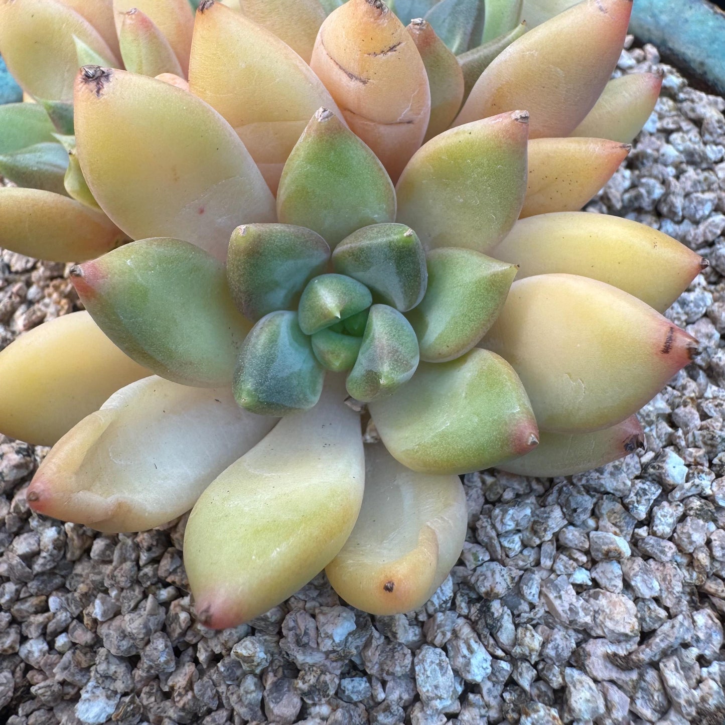 Echeveria' Red Ivory 'cluster, 3.5inches, R12