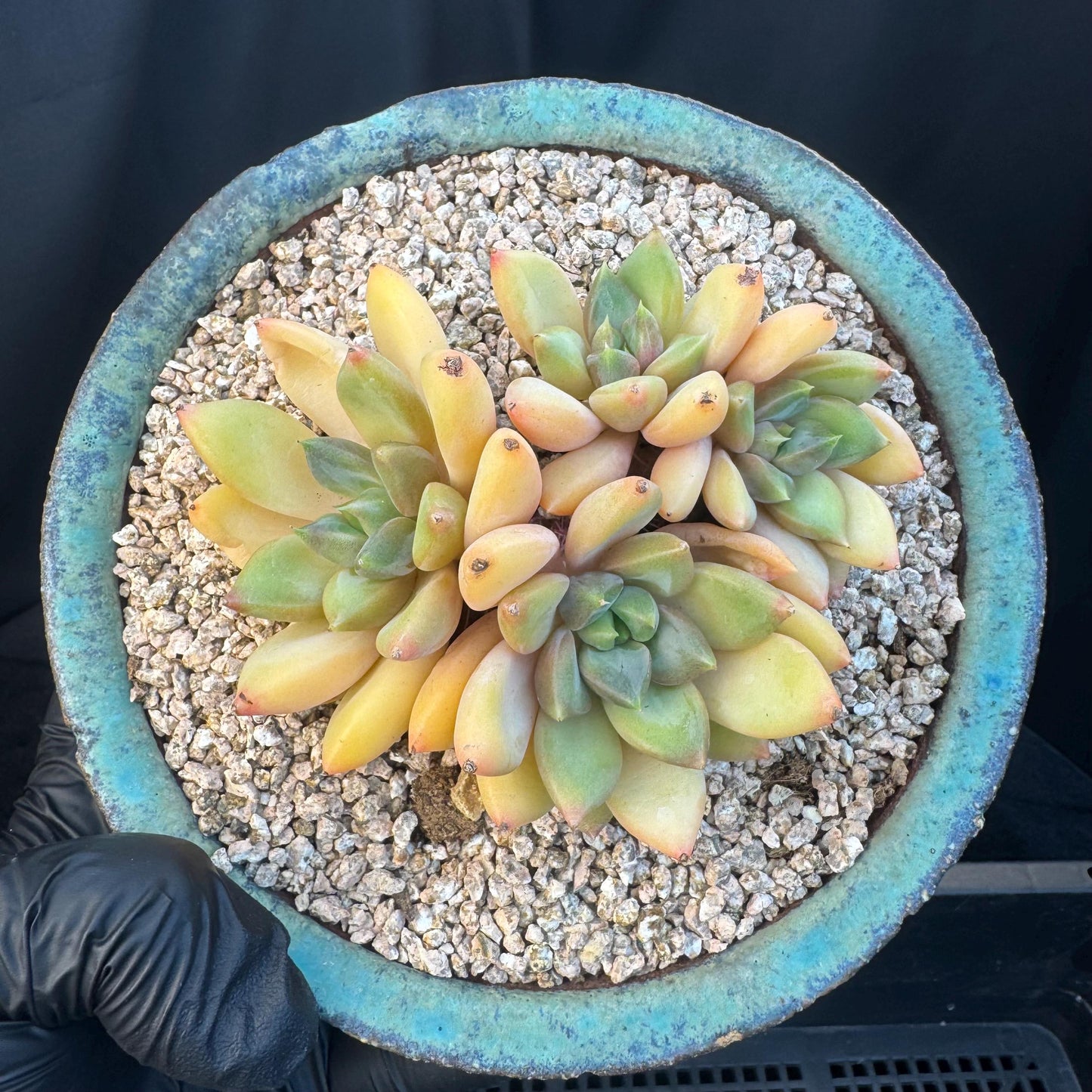 Echeveria' Red Ivory 'cluster, 3.5inches, R12