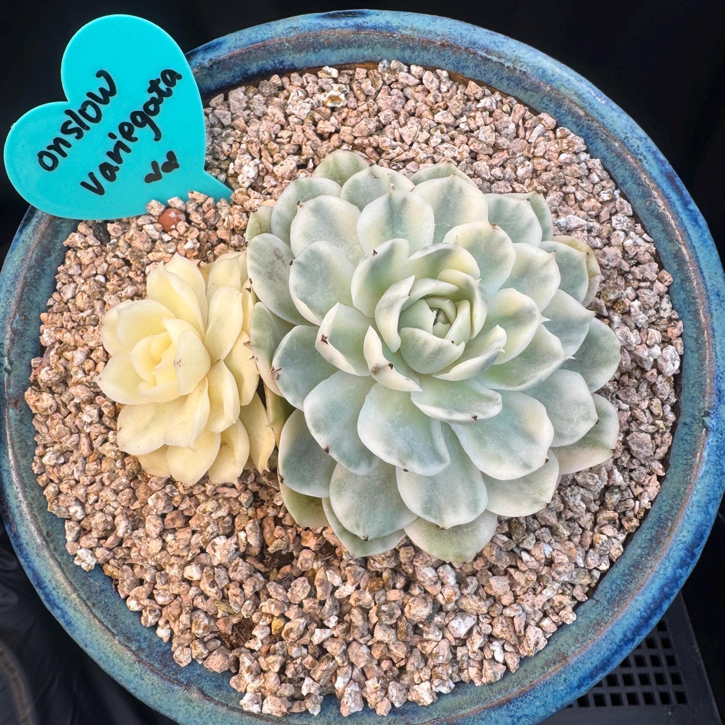 Echeveria ' Onslow variegated ', 2heads, 4.0inches, R12