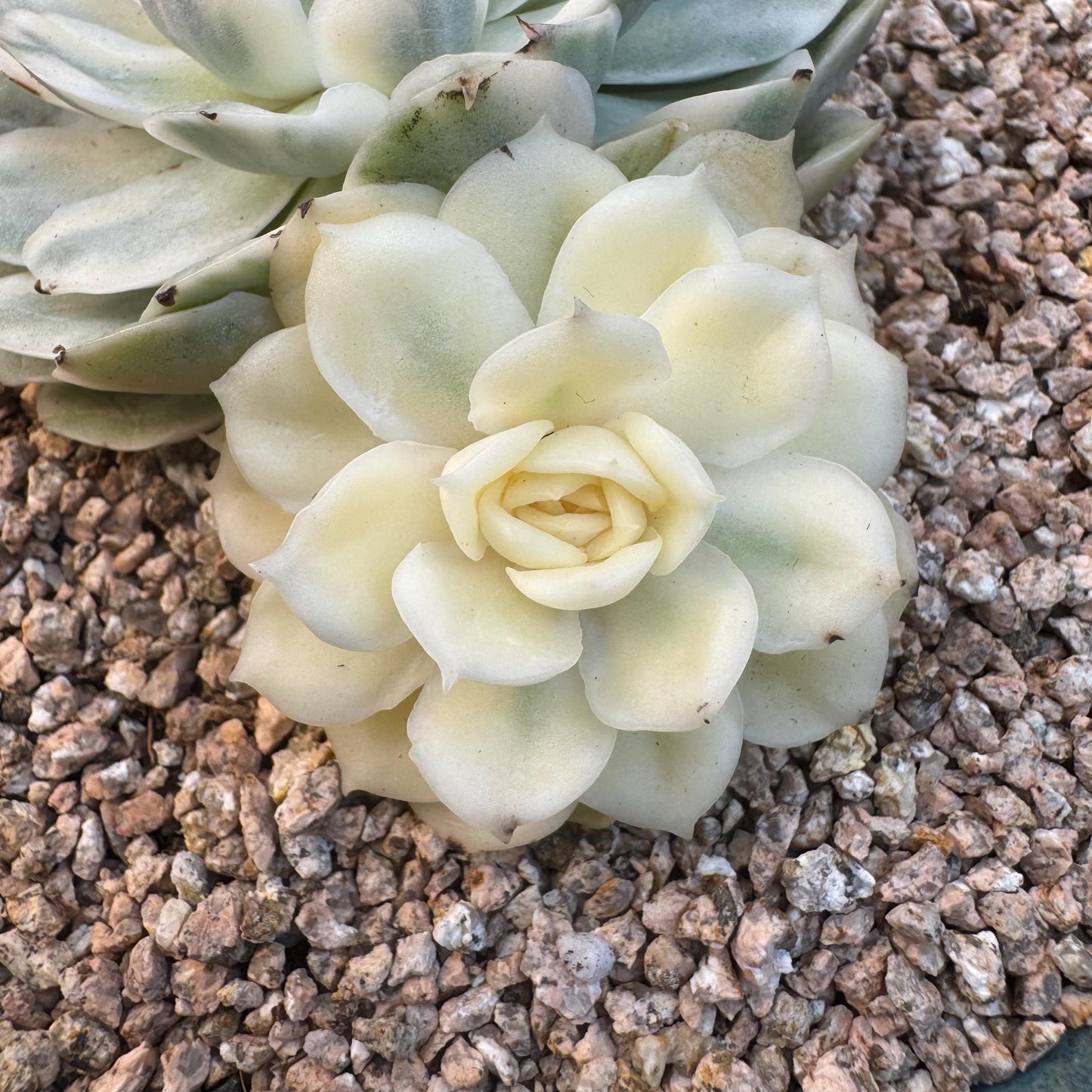 Echeveria ' Onslow variegated ', 2heads, 4.0inches, R12