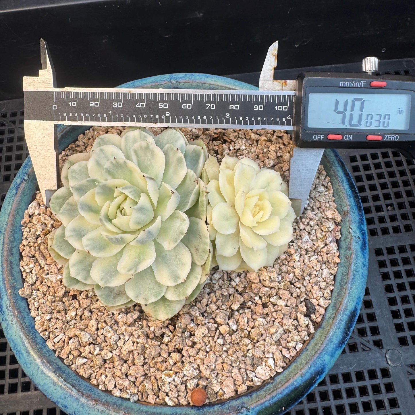 Echeveria ' Onslow variegated ', 2heads, 4.0inches, R12