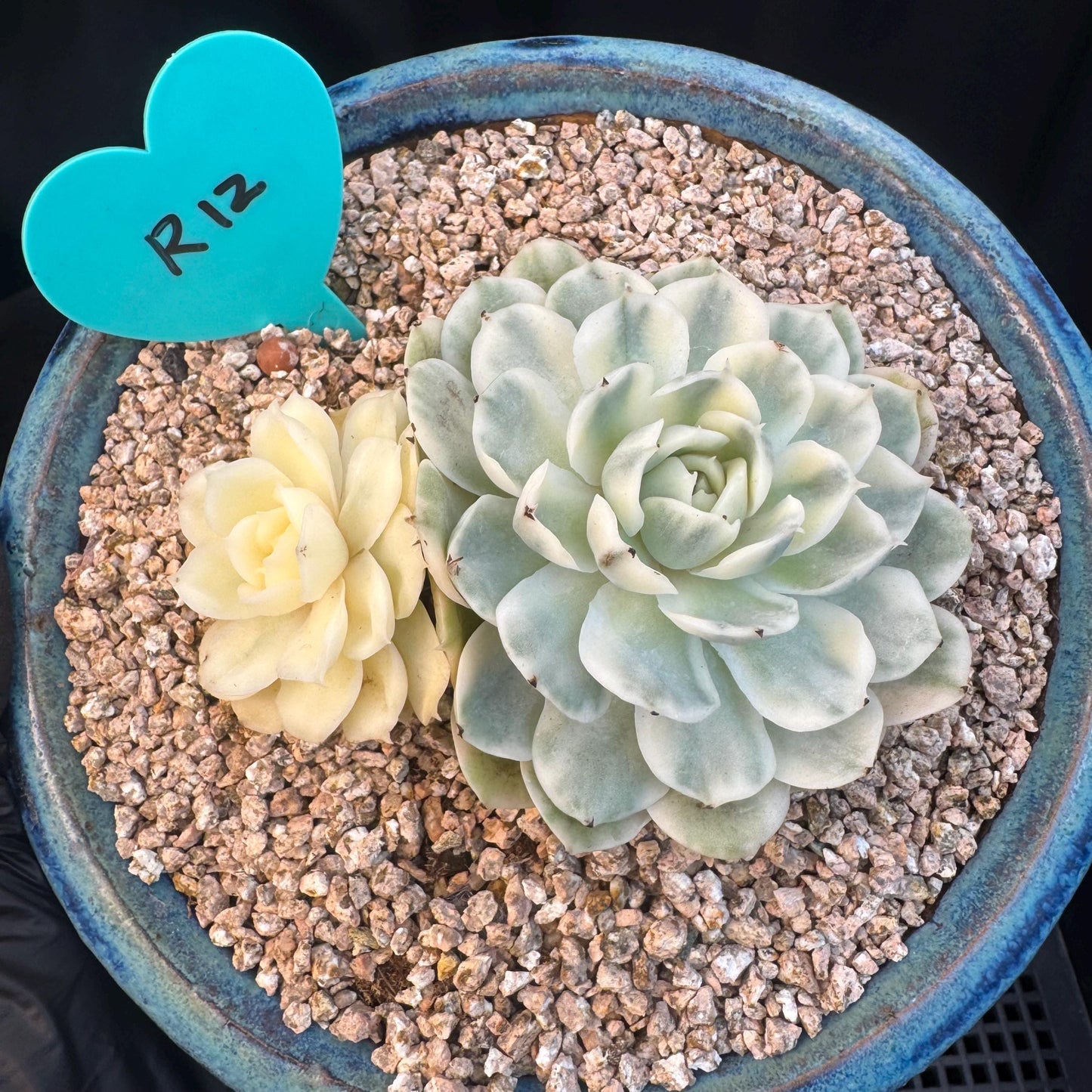 Echeveria ' Onslow variegated ', 2heads, 4.0inches, R12