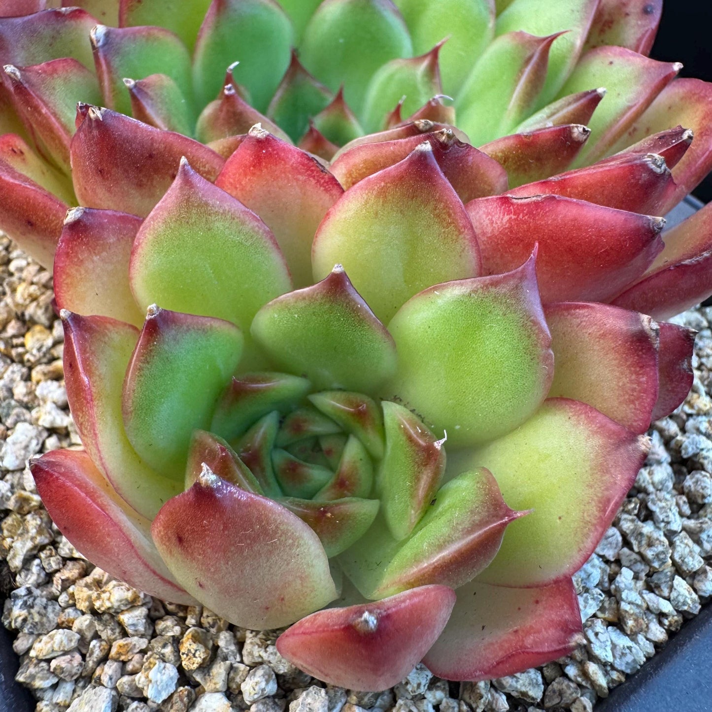 Echeveria ' Scarlet shadow ' cluster, 4.8inches, R18