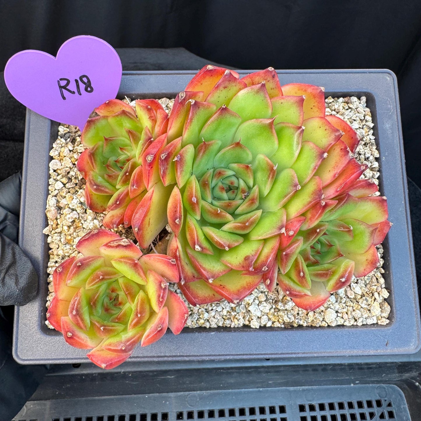 Echeveria ' Scarlet shadow ' cluster, 4.8inches, R18