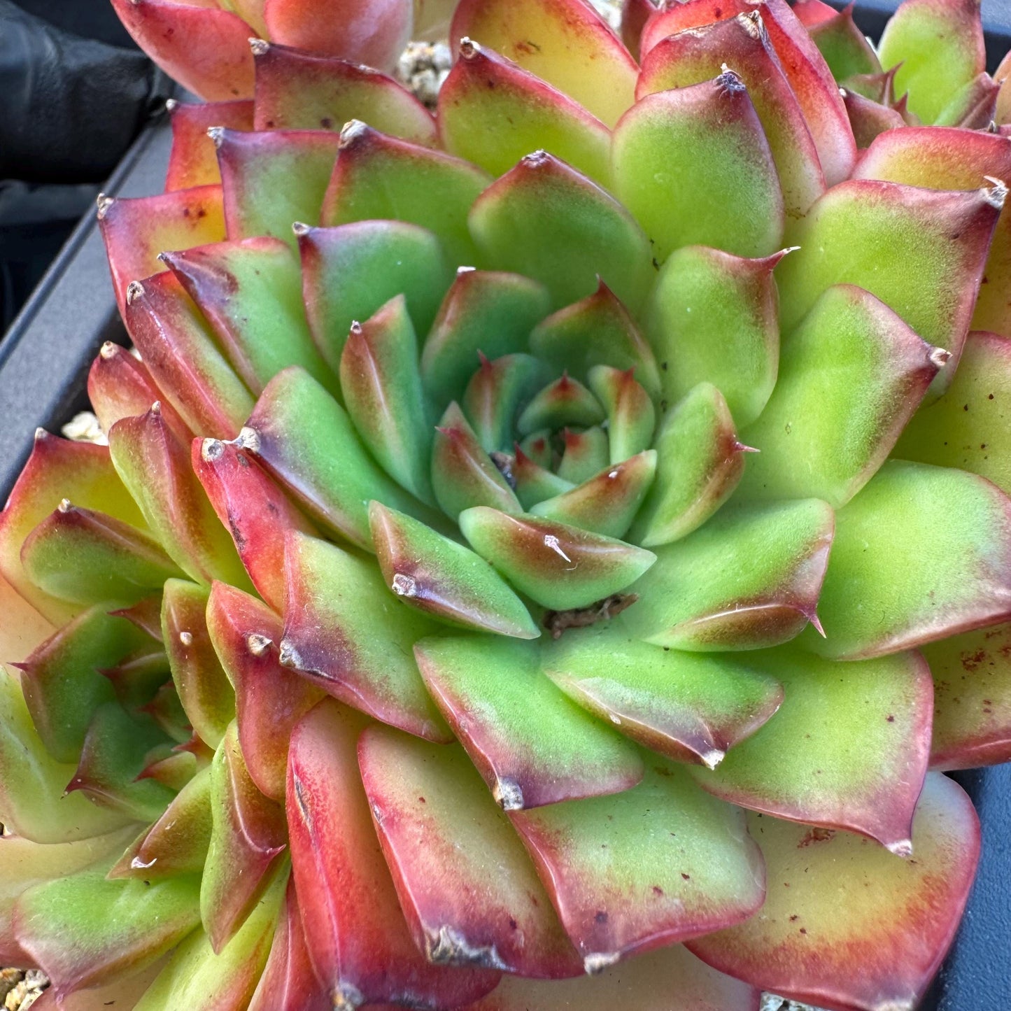 Echeveria ' Scarlet shadow ' cluster, 4.8inches, R18