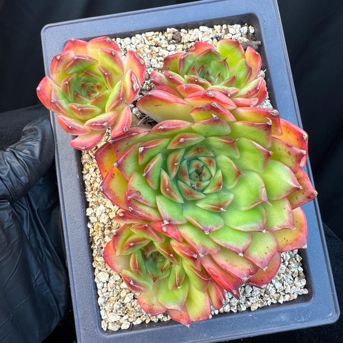 Echeveria ' Scarlet shadow ' cluster, 4.8inches, R18
