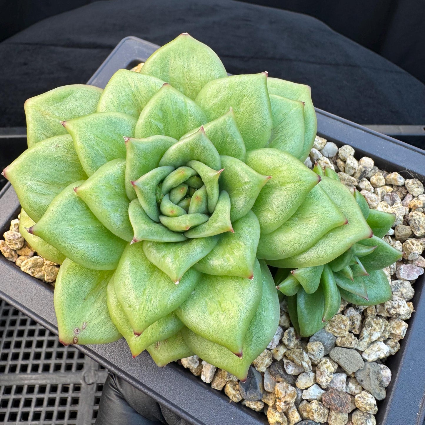 Echeveria ' Rose Marie Variegated ', 2heads, 4.4inches, R14