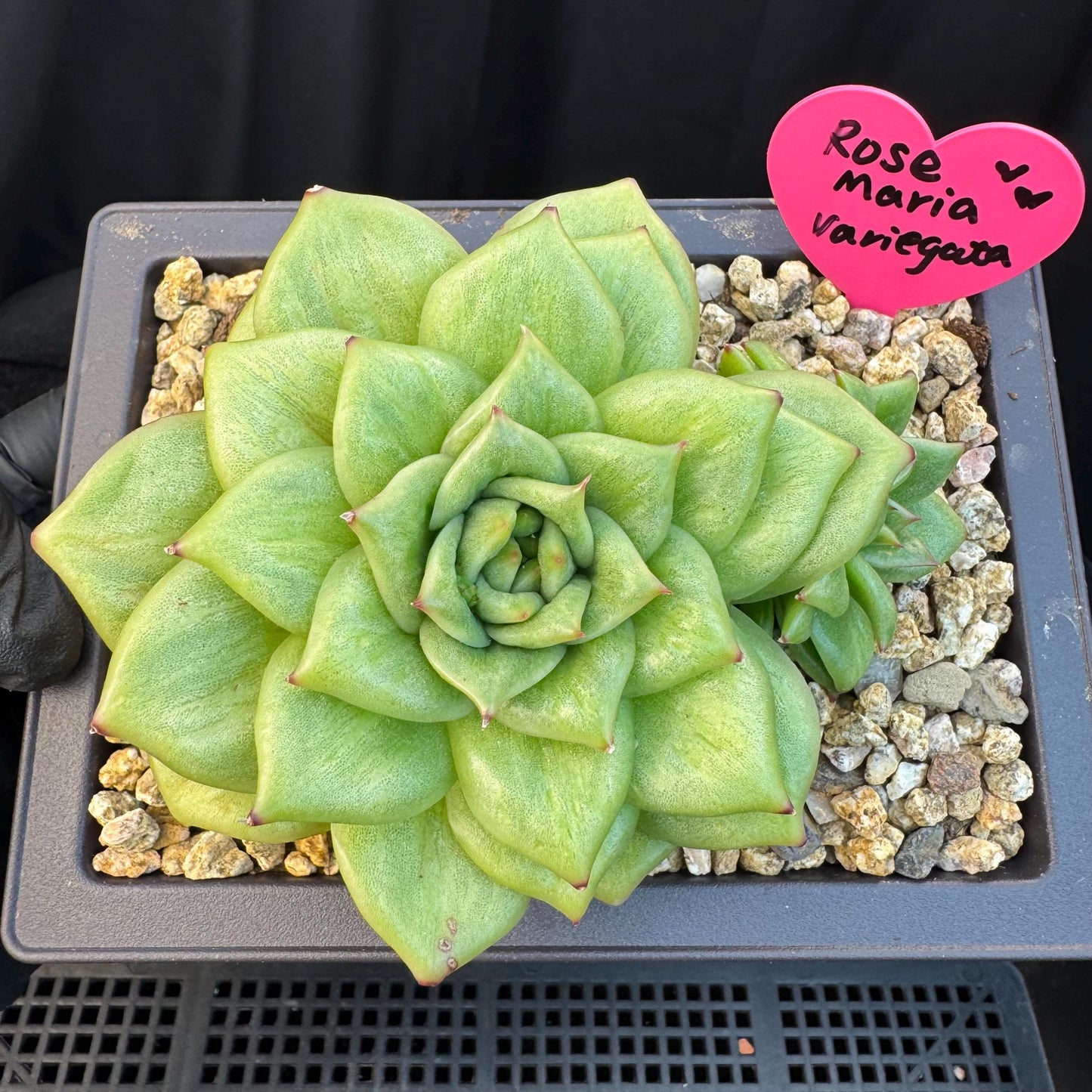 Echeveria ' Rose Marie Variegated ', 2heads, 4.4inches, R14