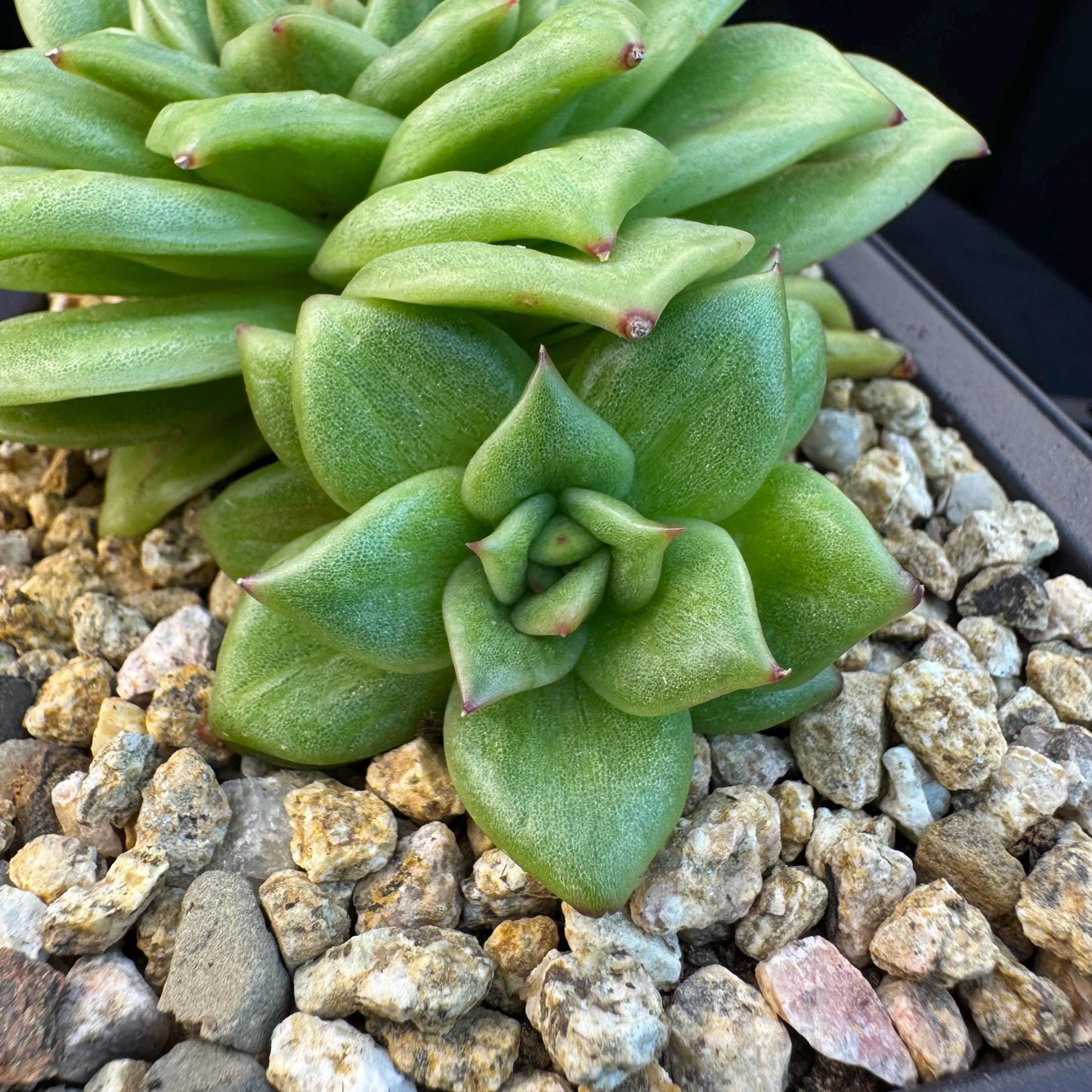 Echeveria ' Rose Marie Variegated ', 2heads, 4.4inches, R14