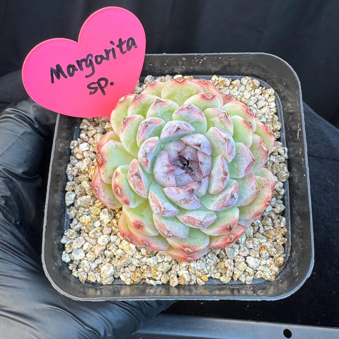 Echeveria ' Margarita sp. ', single head , 2.6inches, Q07
