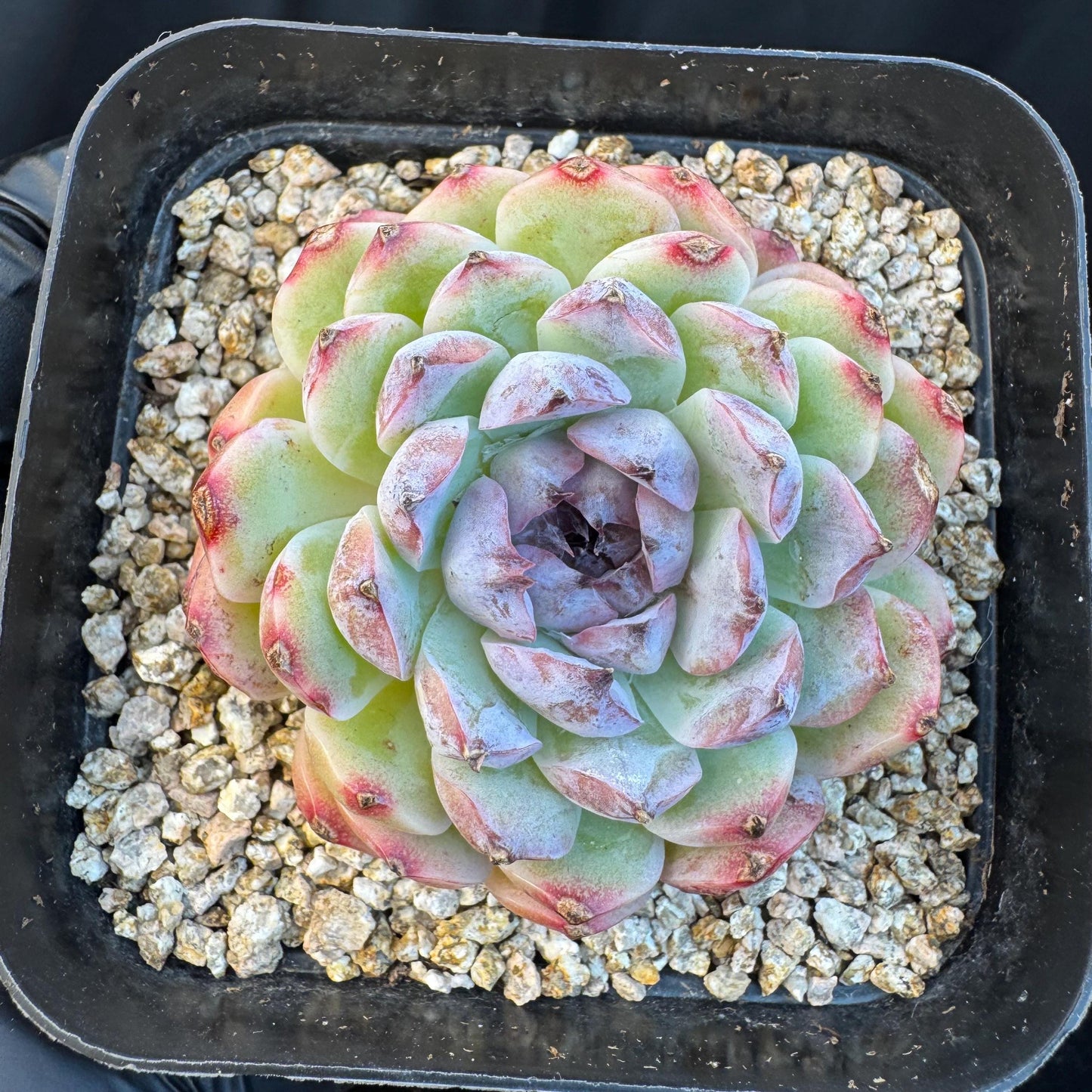 Echeveria ' Margarita sp. ', single head , 2.6inches, Q07