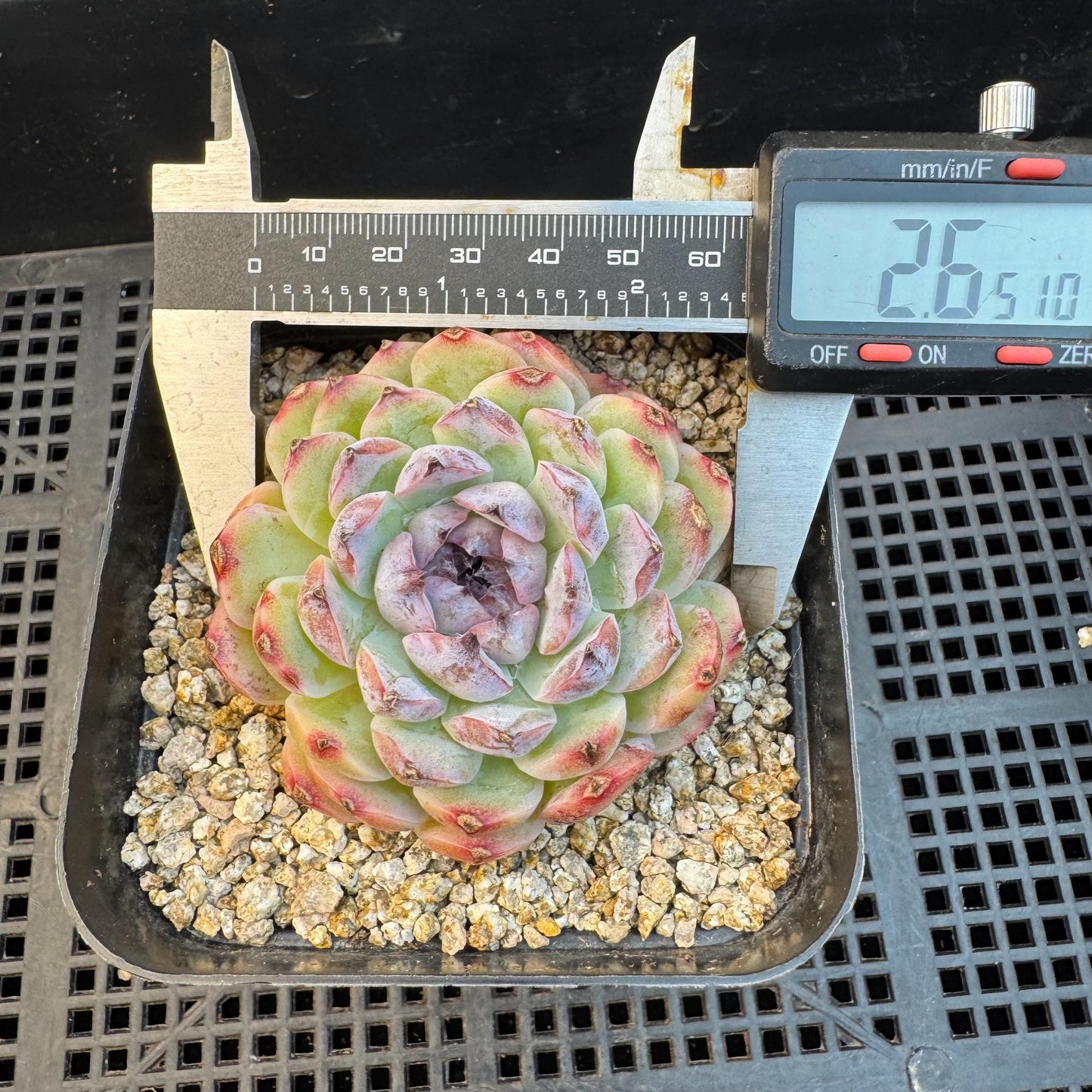 Echeveria ' Margarita sp. ', single head , 2.6inches, Q07