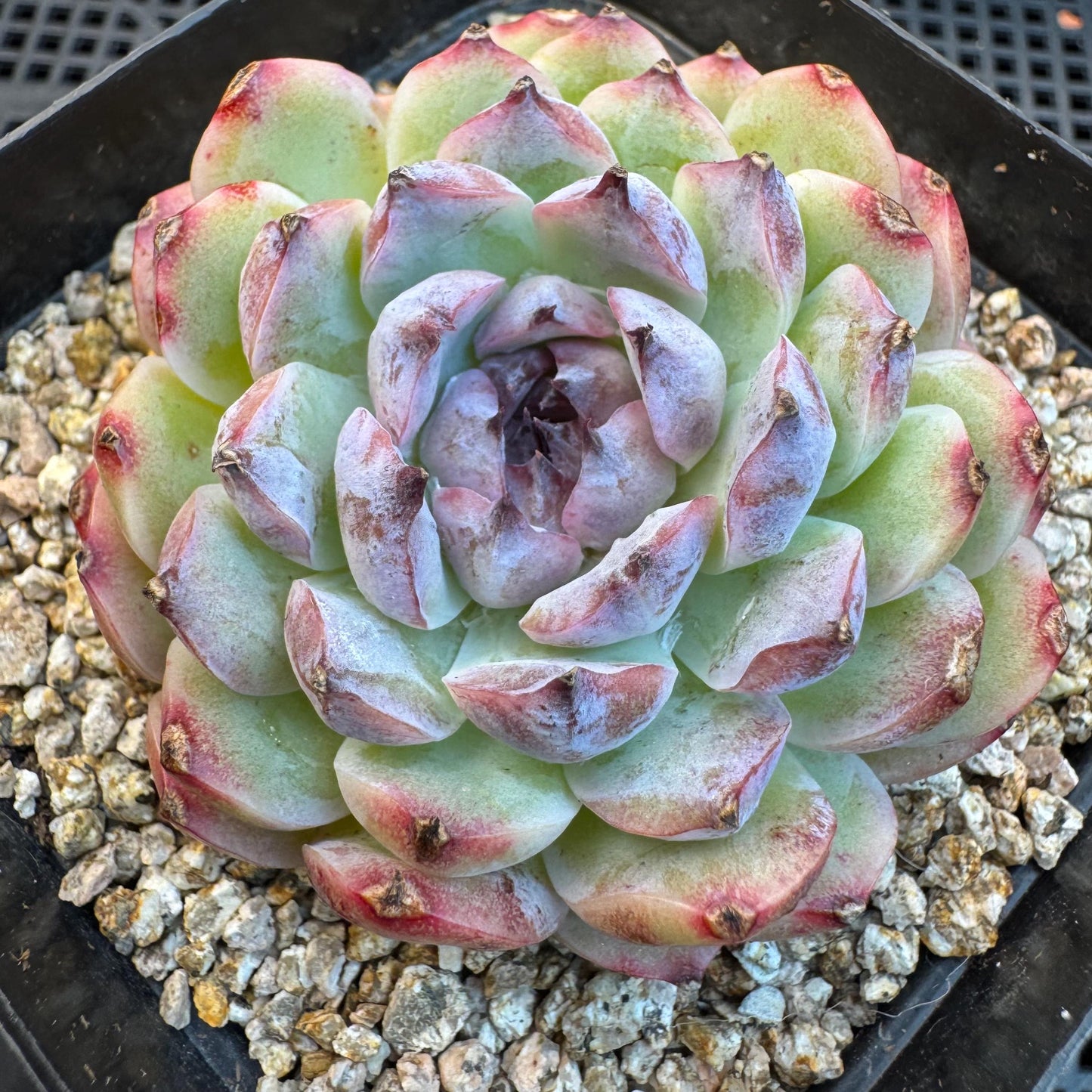 Echeveria ' Margarita sp. ', single head , 2.6inches, Q07