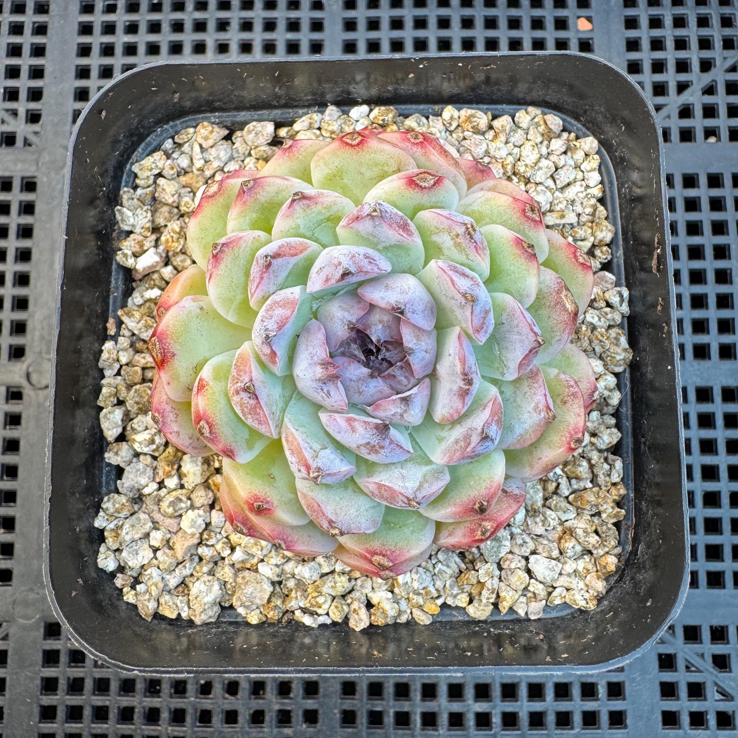 Echeveria ' Margarita sp. ', single head , 2.6inches, Q07