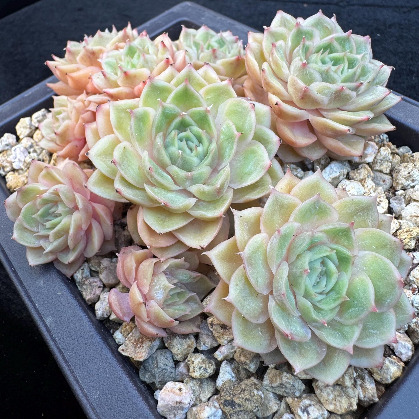 Echeveria ' Onslow ' cluster, 5.4inches, R04