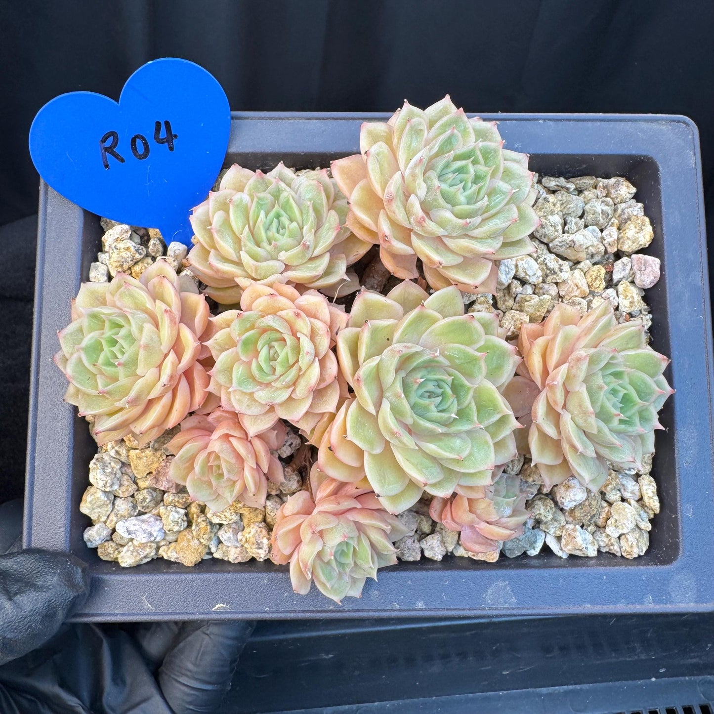 Echeveria ' Onslow ' cluster, 5.4inches, R04