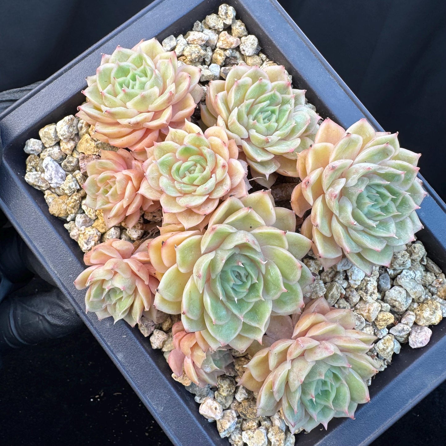 Echeveria ' Onslow ' cluster, 5.4inches, R04
