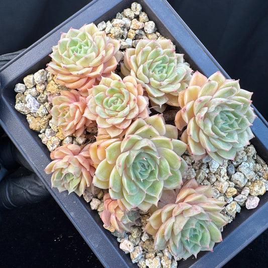 Echeveria ' Onslow ' cluster, 5.4inches, R04
